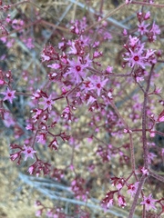 Chorizanthe fimbriata