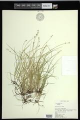 Carex disperma