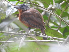 Blackish-Grey Antshrike photo 1