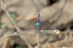 Hylaeothemis apicalis