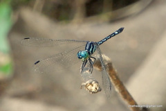 Hylaeothemis apicalis