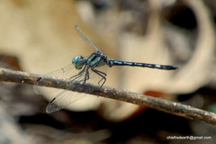 Hylaeothemis apicalis
