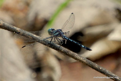 Hylaeothemis apicalis