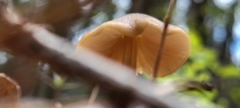 Mycena aurantiomarginata