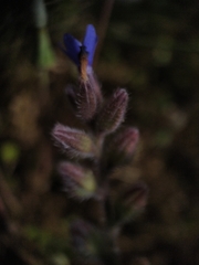 Anchusa hybrida