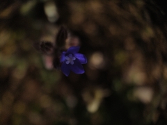 Anchusa hybrida