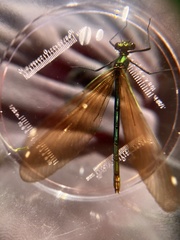 Calopteryx virgo