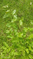 Quercus libani