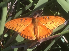 Dione vanillae
