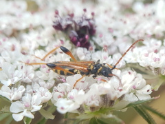 Stenopterus rufus syriacus