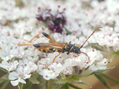 Stenopterus rufus syriacus