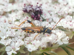 Stenopterus rufus syriacus