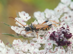 Stenopterus rufus syriacus