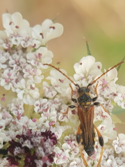 Stenopterus rufus syriacus