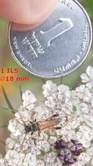 Stenopterus rufus syriacus