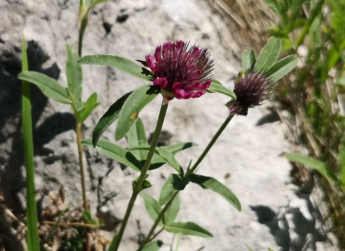 ďatelina podhorská (Trifolium alpestre)