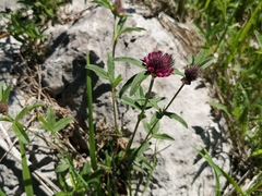 Trifolium rubens