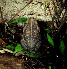 Rhinella horribilis