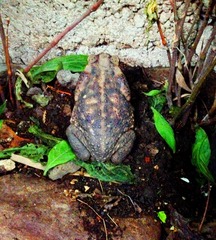 Rhinella horribilis