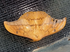 Cricula trifenestrata