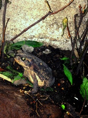 Rhinella horribilis