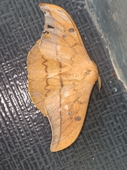 Cricula trifenestrata