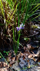 Sisyrinchium elizabethiae