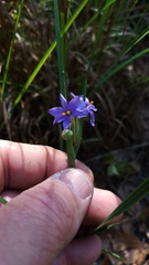 Sisyrinchium elizabethiae