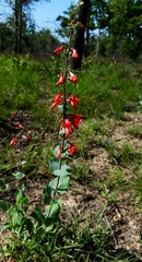 Penstemon murrayanus