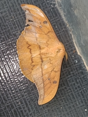 Cricula trifenestrata