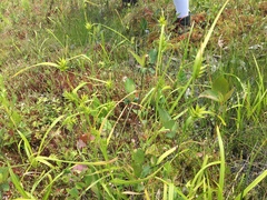 Carex folliculata