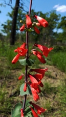 Penstemon murrayanus
