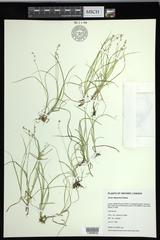 Carex disperma