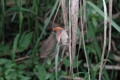 Sinosuthora alphonsiana