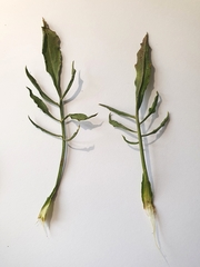 Scorzonera laciniata