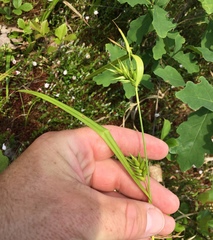 Carex folliculata