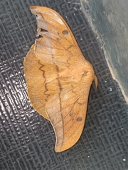 Cricula trifenestrata