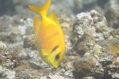 Siganus corallinus