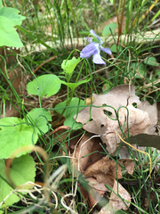 Viola labradorica