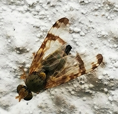Sphenella marginata