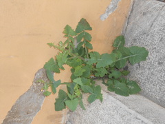 Sonchus