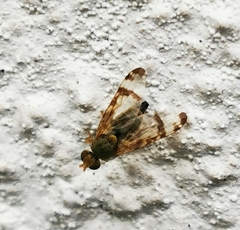 Sphenella marginata