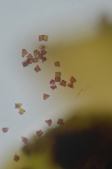 Lophoziopsis excisa