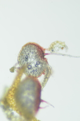 Lophoziopsis excisa