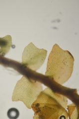 Lophoziopsis excisa