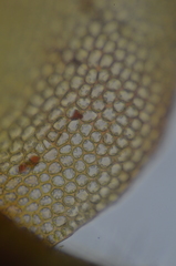 Lophoziopsis excisa