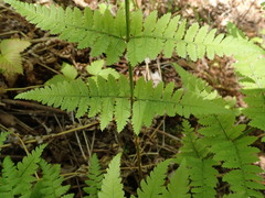 Dryopteris × triploidea