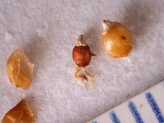 Rhynchospora globularis