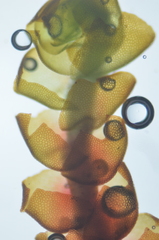 Lophoziopsis excisa