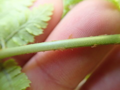 Dryopteris × triploidea